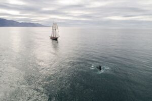 Real-Time Whale Tracking: How Technology Protects Marine Giants