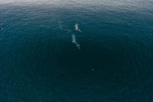 Why Whale Tracking is Crucial for Ocean Conservation